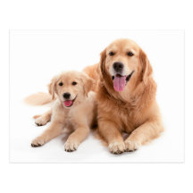 Golden Retriever Buddies Post Cards