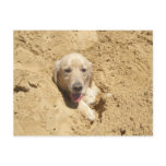 Golden Retriever Camouflage Postcards