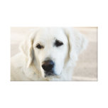 Golden Retriever Stretched Canvas Print