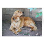 Golden Retriever cards