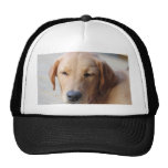 Golden Retriever Dog #2 Hats