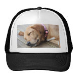 Golden Retriever Dog #4 Mesh Hats