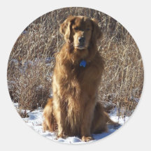 Golden Retriever Dog Sticker