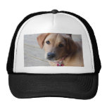 Golden Retriever Dog Trucker Hats