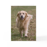 Golden Retriever Greeting Card