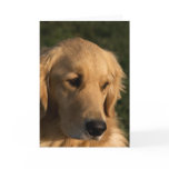 Golden Retriever Head Shot Note Cards