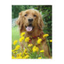 Golden Retriever in flowers Postcards