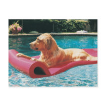 Golden Retriever Lying on an Air Bed in a Post Card