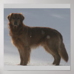 GOLDEN RETRIEVER ON  SNOWY BARREN HORIZON POSTER posters