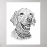 Golden Retriever Pet Portrait Drawing posters