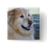 Golden Retriever Photo buttons