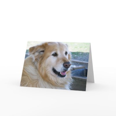 Golden Retriever Photo Greeting Cards by ironydesignphotos
