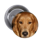 Golden retriever pins