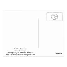 Golden Retriever Post Card