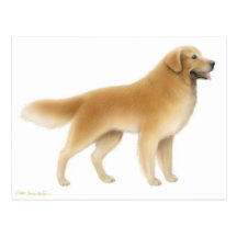 Golden Retriever Postcard