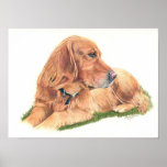 Golden Retriever posters