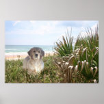 Golden Retriever Poster Purfect Puppy posters