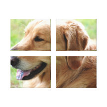 Golden Retriever Pup Canvas Print