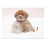 Golden Retriever Pup in Snow