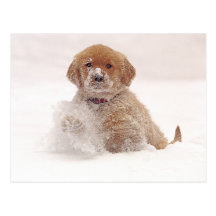 Golden Retriever Pup in Snow Post Cards