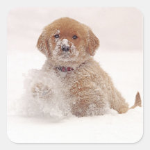 Golden Retriever Pup in Snow Stickers