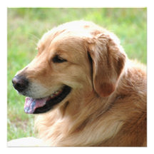 Golden Retriever Pup Invitations