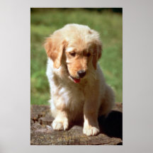 Golden Retriever pup Posters