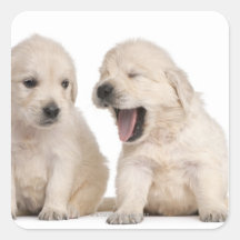 Golden Retriever puppies (4 weeks old) Sticker