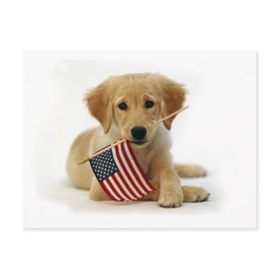 Golden Retriever Puppy and Flag Post Card by khpstore