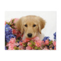 Golden Retriever Puppy and Flowers postcards