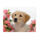 Golden Retriever Puppy and Pink Flowers postcards