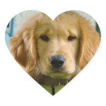 Golden Retriever Puppy Dog Canis Lupus Familiaris Heart Sticker