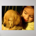 Golden Retriever Puppy Dog Photograph posters