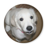 Golden Retriever Puppy (English Cream) 9 weeks magnets