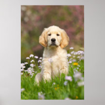 Golden Retriever puppy in a meadow, a cutie Goldie Poster
