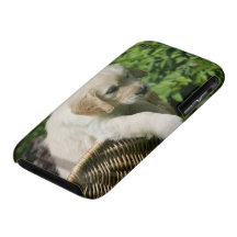 Golden Retriever Puppy in Basket iPhone 3 Covers
