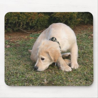 Golden Retriever Puppy Sniffing Mouse Mat by werglein