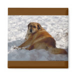 Golden Retriever Puppy Snow Angel Ranch Dog Lover