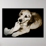 Golden Retriever Puppy with Sock Poster Print