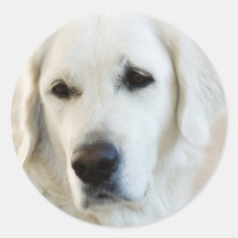 Golden Retriever Round Sticker
