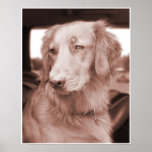 Golden Retriever Sepiatone Portrait