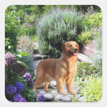 Golden Retriever Sticker