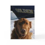 Golden Retriever Valentine