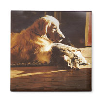 Golden Retriever Waiting For Mum Magnet