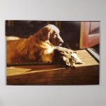 Golden Retriever With Cat Poster posters