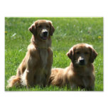 Golden Retrievers Photo