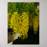 golden shower flower art print
