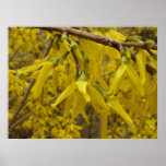 Golden Shower Poster