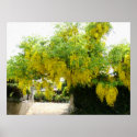 Golden Shower posters