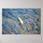 Golden Trout & Schoal of Brook & Rainbow Trout Print